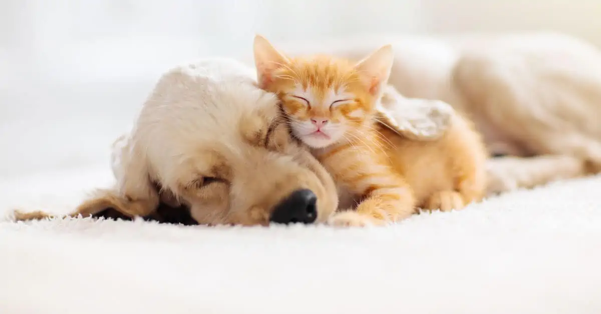 Dog and cat sleeping