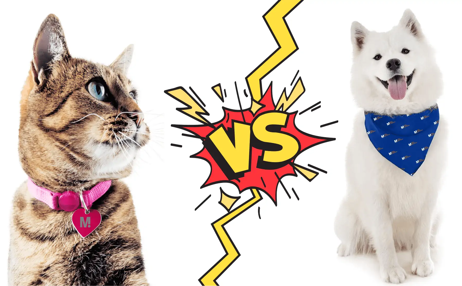 Image of dog and cat wearing separate by a 'versus' comic book style cartoon lightning flash