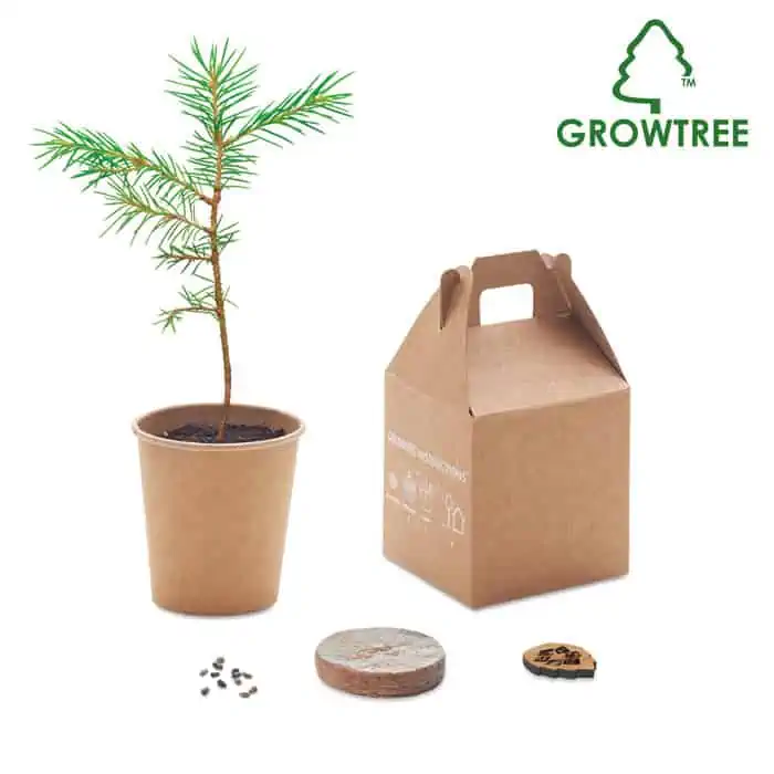 Tree, pineseeds and cardboard packaging box