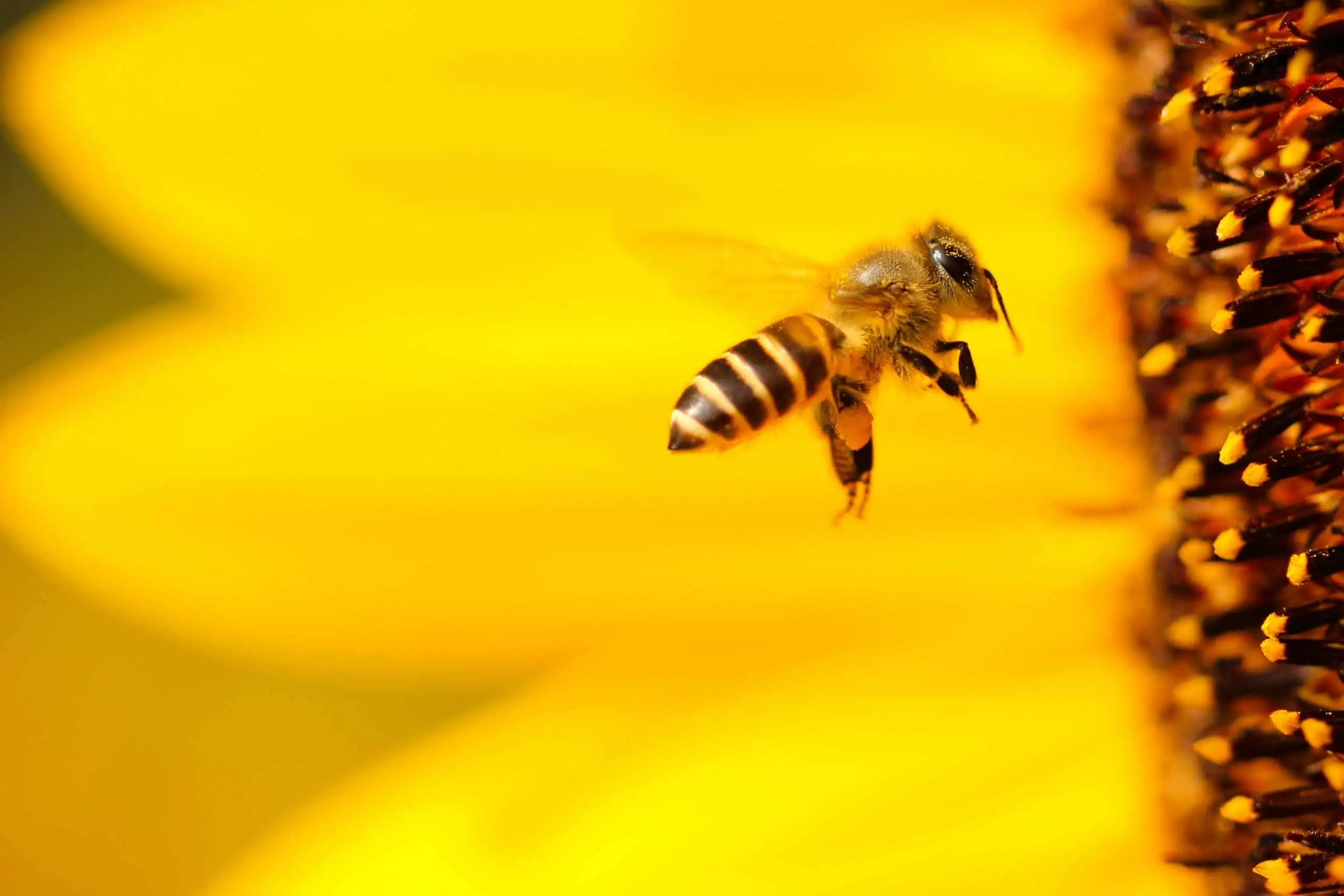 Bee near yellow flower zoomed in